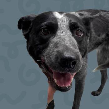 Lexi -  Australian Cattle Dog Blue Heeler Dog for Adoption in Reno, Nevada - Lexi | PetCurious