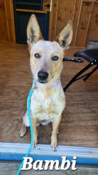 Bambi Yrly 293 -  Cattle Dog Dog for Adoption in Sidney, Ohio - Bambi Yrly 293 | PetCurious