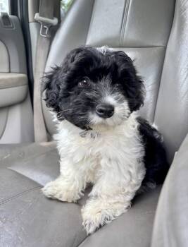 STERLING -  Shih Tzu Dog for Adoption in Southaven, Mississippi - STERLING | PetCurious