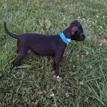 Smuckers -  Mixed Breed Dog for Adoption in Fredericksburg, Virginia - Smuckers | PetCurious