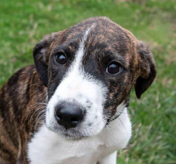 Hound Dogs Available for Adoption - Darrion | PetCurious