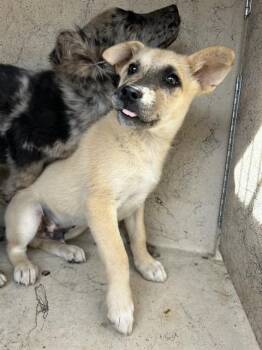 Catahoula Leopard Dog and Mixed Breed Dogs Available for Adoption in Oklahoma City, Oklahoma - A472298 | PetCurious