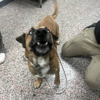 Mixed Breed Dogs Available for Adoption in Salt Lake City, Utah - Mazda | PetCurious