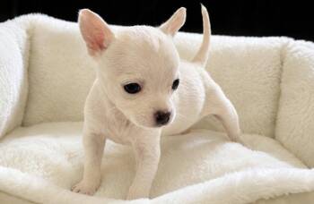 Tiny Tim -  Chihuahua Dog for Adoption in Lakemont, Georgia - Tiny Tim | PetCurious