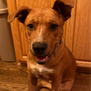 Rescue Mixed Breed Dogs for Adoption in Buffalo, Minnesota - Bronco | PetCurious