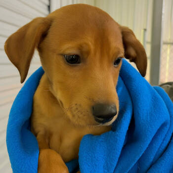 Rescue Golden Retriever and Australian Cattle Dog Blue Heeler Dogs for Adoption in Mount Laurel Township, New Jersey - Clark | PetCurious