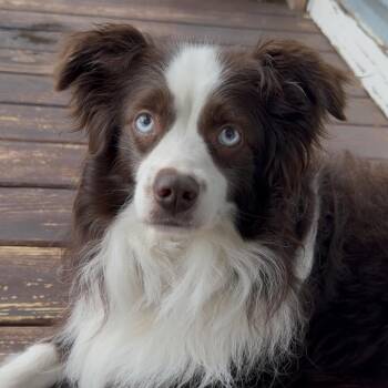 Australian Shepherd Dogs Available for Adoption - JJ (Mini Aussie) | PetCurious