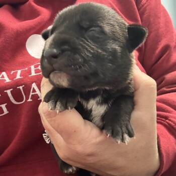 Pit Bull Terrier Dogs Available for Adoption in East St. Louis, Illinois - Bordeaux | PetCurious