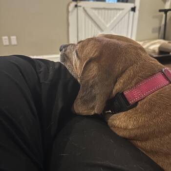 Sady (D2014) -  Hound and Rhodesian Ridgeback Dog for Adoption in Gloucester Point, Virginia - Sady (D2014) | PetCurious