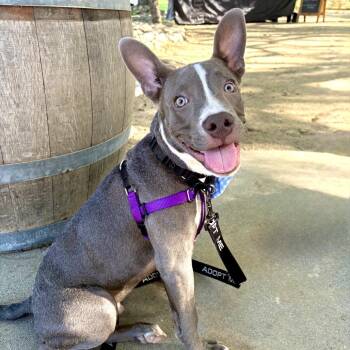 Benny -  Pit Bull Terrier and Mixed Breed Dog for Adoption in Pasadena, California - Benny | PetCurious