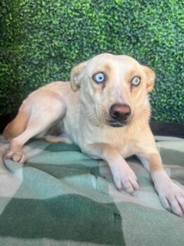 61150465 -  Chihuahua and Shepherd Dog for Adoption in El Paso, Texas - 61150465 | PetCurious