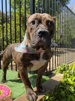 Rescue American Staffordshire Terrier and American Bulldog Dogs for Adoption in Redlands, California - Franklin | PetCurious