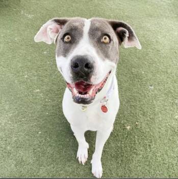 Rescue Pit Bull Terrier Dogs for Adoption in Los Angeles, California - Esmerelda ( Esme) | PetCurious