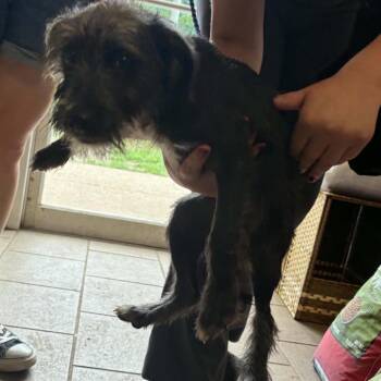 Butcher Stray Hold 8/11 -  Mixed Breed Dog for Adoption in Huntington, West Virginia - Butcher Stray Hold 8/11 | PetCurious