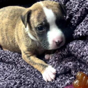 Smokey -  American Staffordshire Terrier Dog for Adoption in Northville, Michigan - Smokey | PetCurious