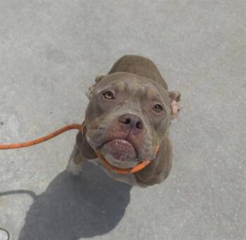 NOMAD -  American Bulldog and Mixed Breed Dog for Adoption in Fort Lauderdale, Florida - NOMAD | PetCurious