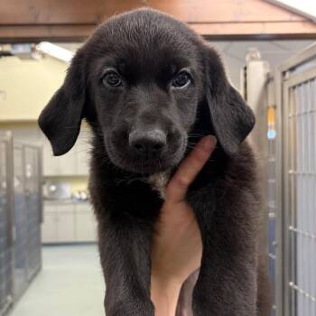 German Shepherd Dog Dogs Available for Adoption - Outlaw | PetCurious