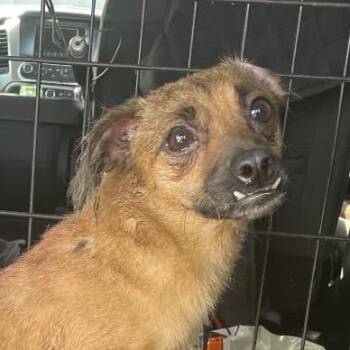 Mixed Breed Dogs Available for Adoption in Dickinson, Texas - Lil