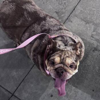 Waffles -  English Bulldog Dog for Adoption in Turlock, California - Waffles | PetCurious