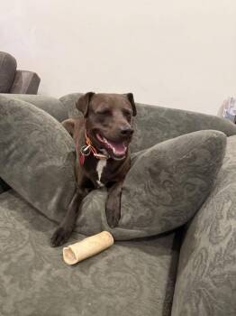 Luna -  Pit Bull Terrier Dog for Adoption in Waverly, Tennessee - Luna | PetCurious