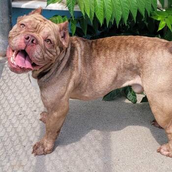 Gauge, Happy Boy -  Bulldog and American Bully Dog for Adoption in Meriden, Connecticut - Gauge, Happy Boy | PetCurious