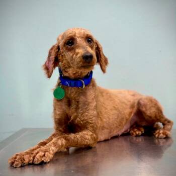 Poodle Dogs Available for Adoption in Portland, Oregon - Momma_2 | PetCurious