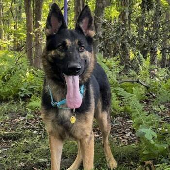 Hutch (26-264) -  German Shepherd Dog Dog for Adoption in New Ringgold, Pennsylvania - Hutch (26-264) | PetCurious