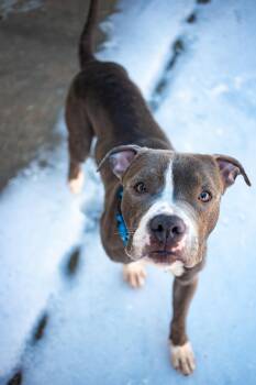 American Bully Dogs Available for Adoption - Hunter - OUT OF TOWN DOG-COURTESY POST-DETAILS BELOW | PetCurious