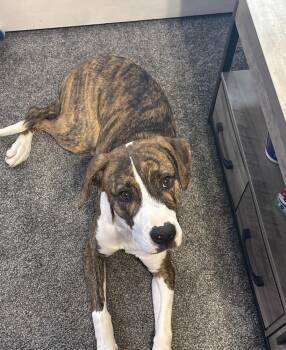 Raya fka Cherish - Valentine litter -  Labrador Retriever and American Bulldog Dog for Adoption in Horn Lake, Mississippi - Raya Fka Cherish - Valentine Litter | PetCurious
