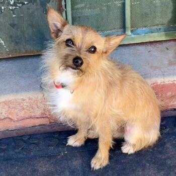 Rescue Mixed Breed and Chihuahua Dogs for Adoption in Las Cruces, New Mexico - Corky | PetCurious