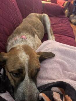 Miwa -  Shepherd Dog for Adoption in Millcreek, Utah - Miwa | PetCurious