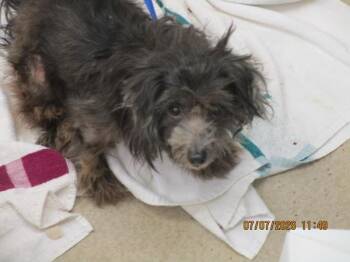 (317) -  Shih Tzu Dog for Adoption in Marietta, Georgia - (317) | PetCurious