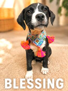 Blessing -  Pointer and Boxer Dog for Adoption in Lucas, Texas - Blessing | PetCurious