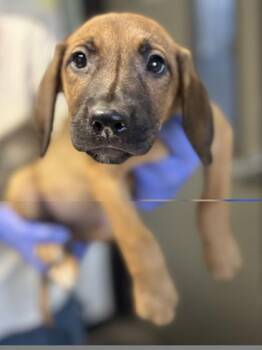 Yvette -  German Shepherd Dog Dog for Adoption in Red Bluff, California - Yvette | PetCurious