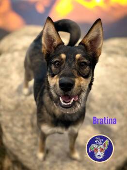 Rescue Terrier Dogs for Adoption in Houston, Texas - Bratina | PetCurious