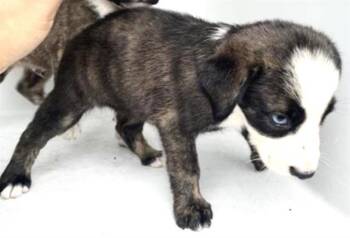 A657917 -  Australian Shepherd Dog for Adoption in Houston, Texas - A657917 | PetCurious