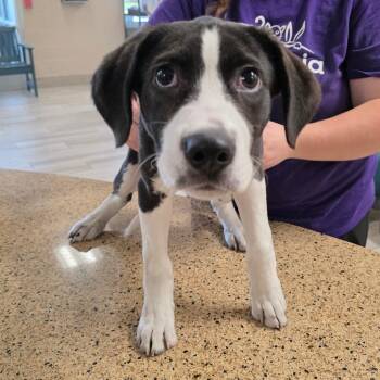 Cayce -  Labrador Retriever and Mixed Breed Dog for Adoption in Chatham, Virginia - Cayce | PetCurious