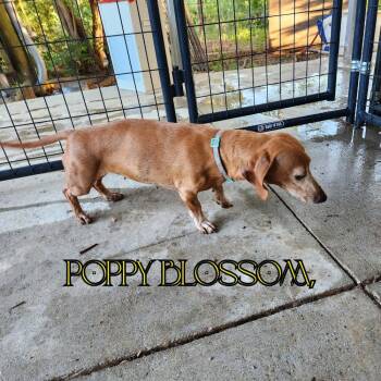 Poppy Blossom -  Dachshund Dog for Adoption in San Antonio, Texas - Poppy Blossom | PetCurious