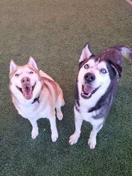 Rescue Siberian Husky Dogs for Adoption in Glendale, Arizona - Sarge & Apollo | PetCurious