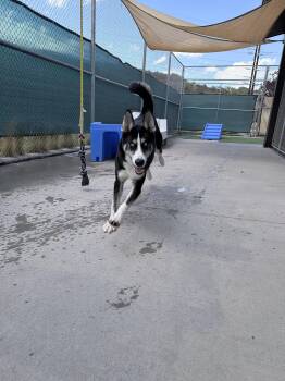 Kodiak -  Husky Dog for Adoption in Steamboat Springs, Colorado - Kodiak | PetCurious