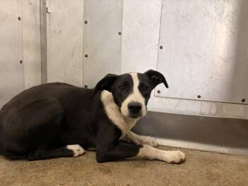 German Shepherd Dog and Pit Bull Terrier Dogs Available for Adoption in San Bernardino, California - SWEETIE | PetCurious