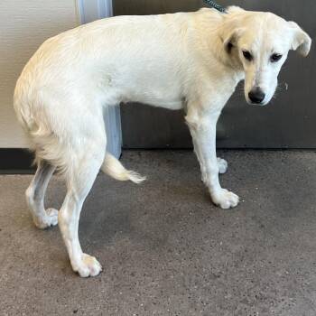 108138 -  Mixed Breed Dog for Adoption in Las Cruces, New Mexico - 108138 | PetCurious