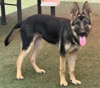 JUNO -  German Shepherd Dog Dog for Adoption in Salinas, California - JUNO | PetCurious
