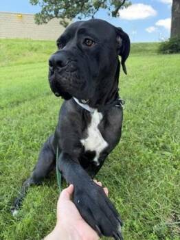 Rockette -  Mastiff and Mixed Breed Dog for Adoption in Kansas City, Missouri - Rockette | PetCurious