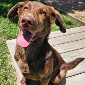 BRUTUS -  Chesapeake Bay Retriever Dog for Adoption in Houston, Texas - BRUTUS | PetCurious