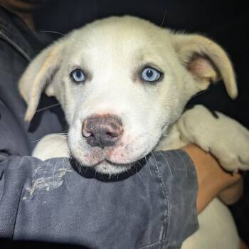 Lishu -  Mixed Breed Dog for Adoption in Park City, Utah - Lishu | PetCurious