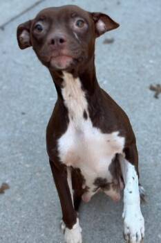 Rescue Pit Bull Terrier Dogs for Adoption in Louisville, Illinois - Mama | PetCurious