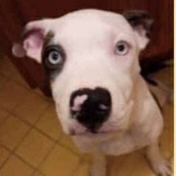 Rescue American Staffordshire Terrier Dogs for Adoption in Lompoc, California - Tiger | PetCurious