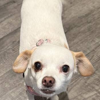 Little Bit -  Chihuahua Dog for Adoption in Helena, Alabama - Little Bit | PetCurious