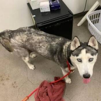 Siberian Husky Dogs Available for Adoption in Berkeley, California - Masha | PetCurious